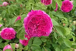 ‘Shakespeare’ (oder ‘Kean’), Jean Laffay, vor 1843