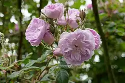 'Laure Davoust', 1834