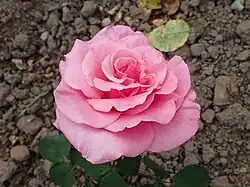 'Mischief', 1961, McGredy