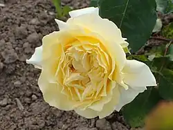 ‘Madame Yves Latieule’, Francis Meilland, 1948