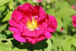 ‘Officinalis’ (oder ‘Apothekerrose’), Rosa gallica, vor 1160