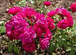 ‘Pierre Cormier’, Eugène Turbat, 1926