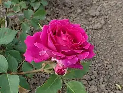 ‘Princess Nagako’, Pemberton, 1922