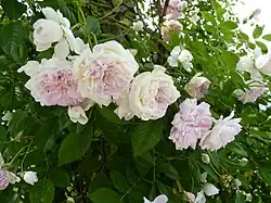 ‘Psyche’, George Paul, 1899