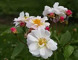 'Queen of the Musks', 1913