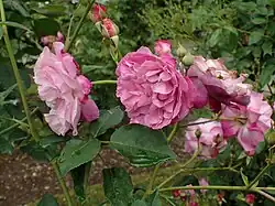 ‘Sophie’s Perpetual’, ?, 1928