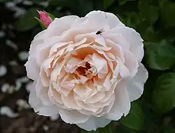 ‘The Generous Gardener’, Austin, 2002