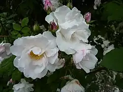 ‘Venusta Pendula’, Unbekannt, < 1928