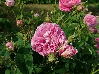 ‘Adèle’, Jacques-Louis Descemet, vor 1814