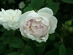 ‘Alfred de Dalmas’, Laffay/Portemer, 1855