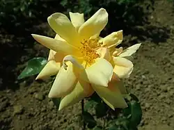 'Bénédicte Seguin', 1918