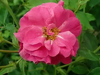 Captain Samuel Holland