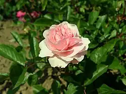 ‘Chami’, Pemberton, vor 1927