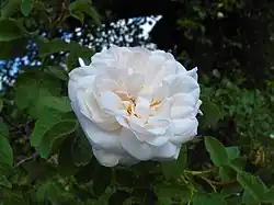 'Comtesse de Murinais', 1843