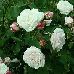 'Coquette des Blanches', 1871