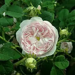 ‘De Schelfhout’, Parmentier, 1840