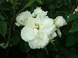 ‘Edith de Murat’, Claude Ducher, 1858