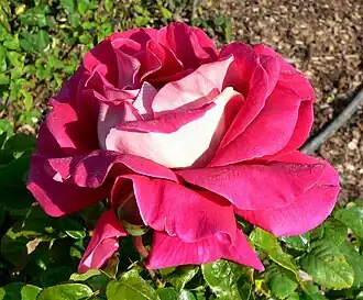 ‘Flaming Peace’, McGredy, 1965