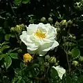 Rosa 'Ghislaine de Féligonde', Europa-Rosarium Sangerhausen
