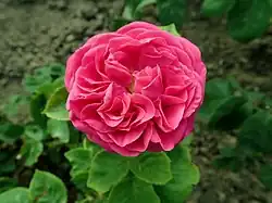 'Hippolyte Jamain', 1874