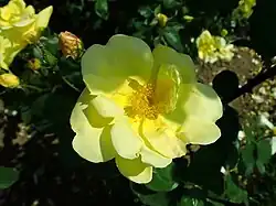 ‘Lawrence Johnston’, Pernet-Ducher, vor 1903