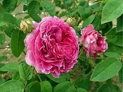 'Louis Philippe', 1824