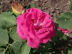 Marchioness of Lorne, 1889