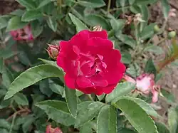 'Merveille des Rouges', 1910