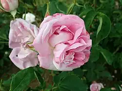 'Pierre de St. Cyr', 1838