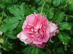 ‘Polarsonne’, Strobel & Comp, 1991