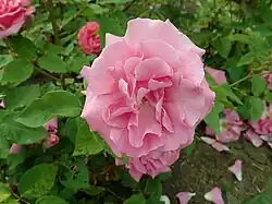 ‘Reine des Vierges’, Jean Beluze, 1844