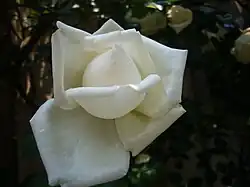 'Shinsetsu', Kletterrose 1969