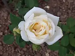 ‘Souvenir de Gustave Prat’, Pernet-Ducher, 1910