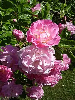 ‘Tausendschön’, J.&nbsp;C. Schmidt/Kiese, 1906