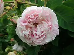 ‘Tricolore de Flandre’, Parmentier/van Houtte, 1844/1846