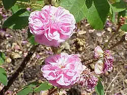 ‘James Mitchell’, Verdier, 1861