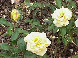 ‘Olga Tschechowa’, Cocker, 1978