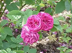 'Prince Charles', vor 1837