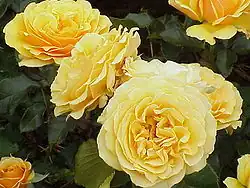 ‘Amber Queen’, Harkness, 1984