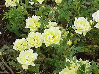 Zwergpolyantha 'Guletta'