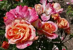 ‘Airbrush’, Kordes, 2013