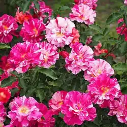 ‘Edgar Degas’, Delbard 1994