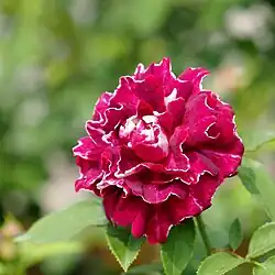 ‘Roger Lambelin’, Marie-Louise Schwartz, 1890