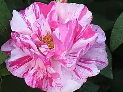 ‘Rosa mundi’ (oder ‘Versicolor’), Rosa gallica, vor 1583