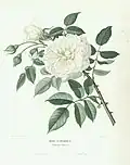 'Lamarque', Maréchal 1830