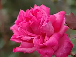 ‘Triomphe de Pernet Père’, Pernet, 1890