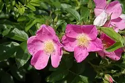 ‘Roselina’, Kordes, 1992