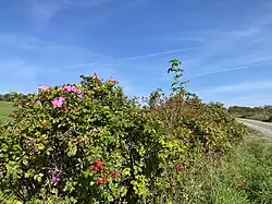 Außergewöhnlich lange Wildrosenhecke bei Dicke