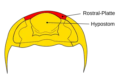 Unterseite des Cephalons bei Trilobiten