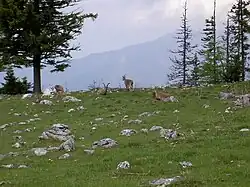 Steinböcke auf der Roten Wand